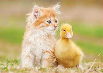 Imagen de Puzzle 500 piezas Amigos Adorables Educa