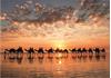 Imagen de Puzzle 1000 Atardecer Dorado en Cable Beach, Australia de Educa