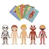 Imagen de Puzle el Cuerpo Humano ¡Descubre las partes del cuerpo humano, el esqueleto, los órganos y los músculos! Incluye 240 piezas. 35x75x24 cm