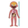 Imagen de Puzle el Cuerpo Humano ¡Descubre las partes del cuerpo humano, el esqueleto, los órganos y los músculos! Incluye 240 piezas. 35x75x24 cm